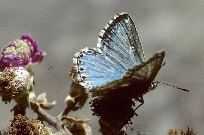 Lysandra nufrellensis