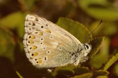 Lysandra nufrellensis