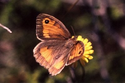Maniola nurag