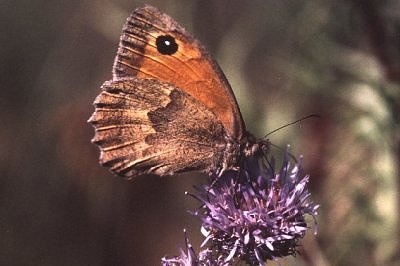 Maniola nurag