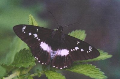 Satarupa nymphalis