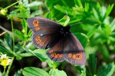 Erebia oeme spodia