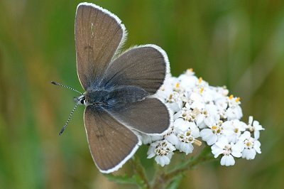 Agriades orbitulus