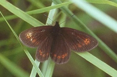 Erebia orientalis