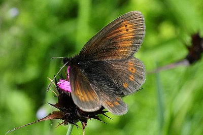 Erebia orientalis