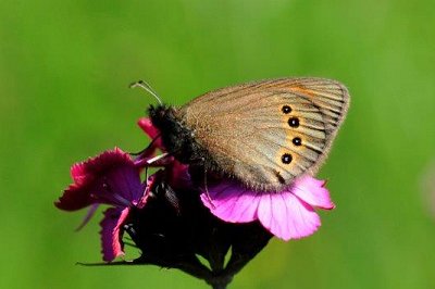Erebia orientalis