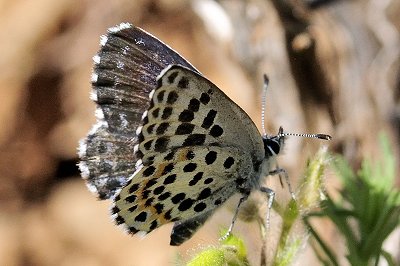 Scolitantides orion
