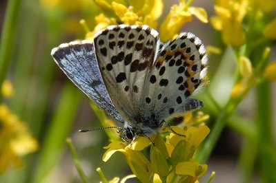 Scolitantides orion