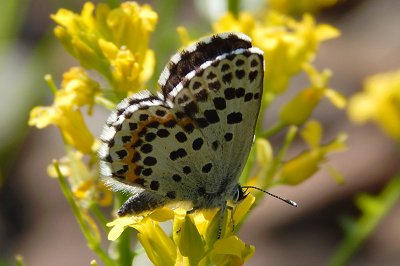 Scolitantides orion