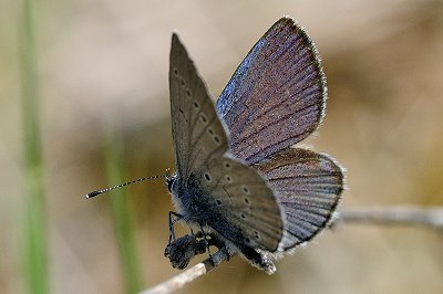 Cupido osiris