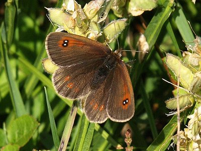 Erebia ottomana tardenota