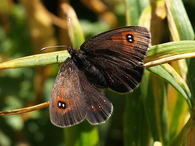 Erebia ottomana tardenota