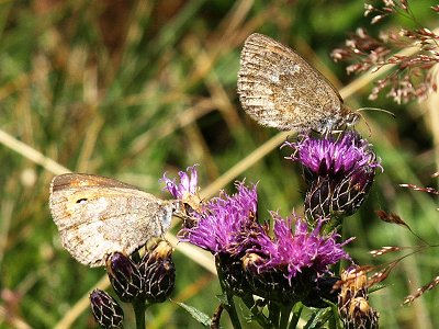 Erebia ottomana tardenota