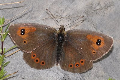 Erebia ottomana balcanica