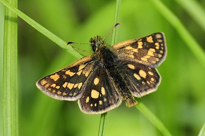 Carterocephalus palaemon