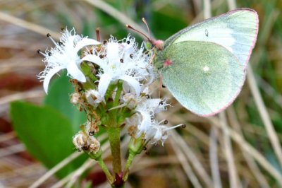 Colias palaeno