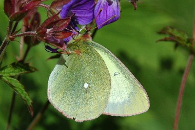Colias palaeno