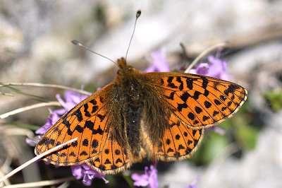 Boloria pales carpathomeridionalis