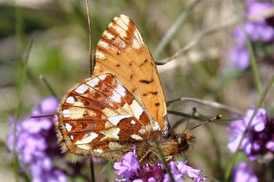 Boloria pales carpathomeridionalis