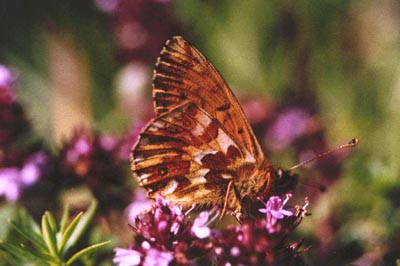 Boloria pales pyrenesmiscens