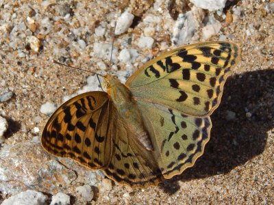 Argynnis pandora