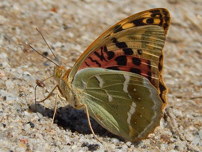 Argynnis pandora