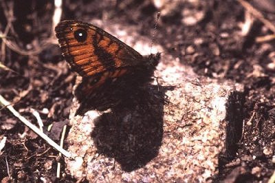 Lasiommata paramegaera