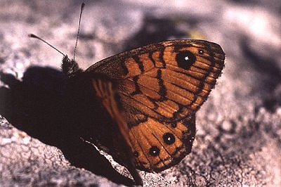 Lasiommata paramegaera