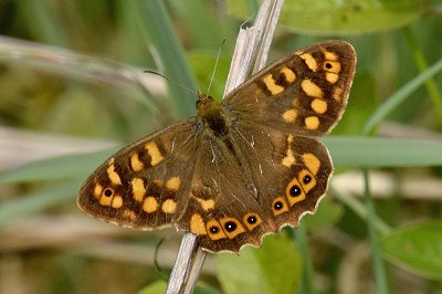 Pararge xiphioides