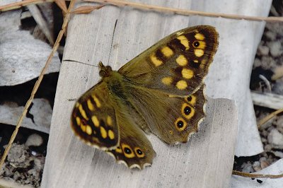 Pararge xiphioides