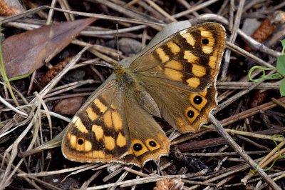 Pararge xiphioides
