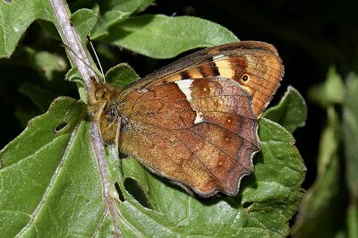 Pararge xiphioides