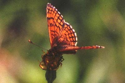 Melitaea parthenoides
