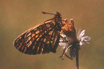 Melitaea parthenoides