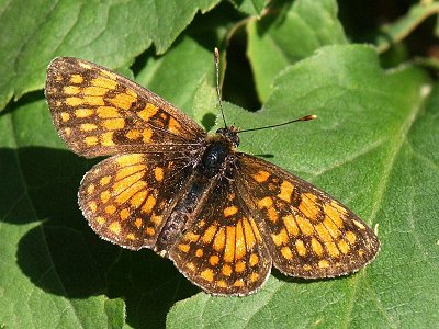 Melitaea parthenoides