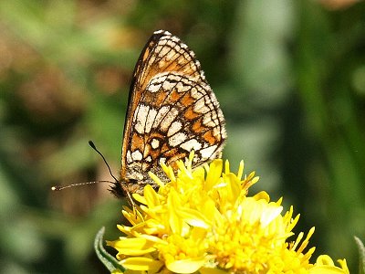 Melitaea parthenoides