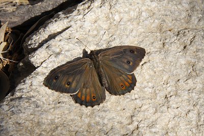 Hipparchia pellucida