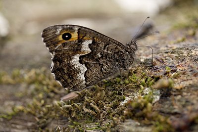Hipparchia pellucida