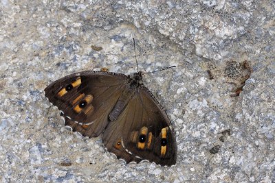 Hipparchia pellucida
