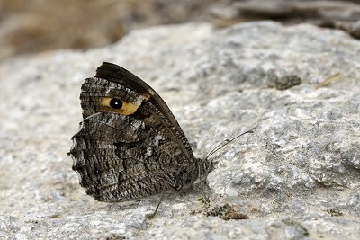 Hipparchia pellucida