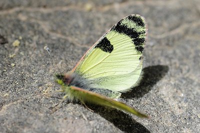 Elphinstonia penia