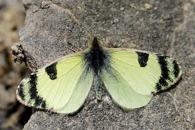 Elphinstonia penia