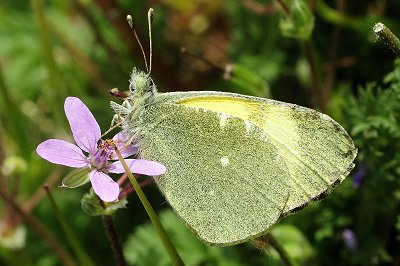 Elphinstonia penia