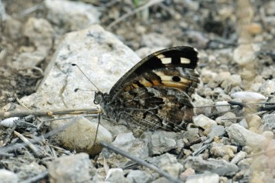 Pseudochazara persephone