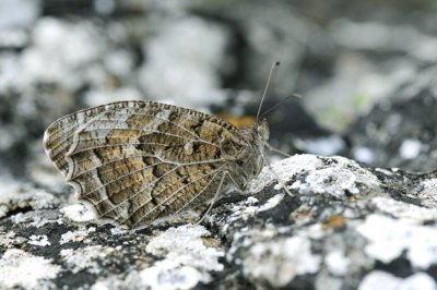 Pseudochazara persephone