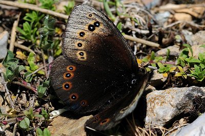 Proterebia phegea