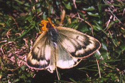 Colias phicomone