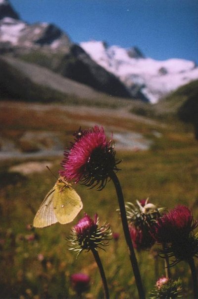 Colias phicomone
