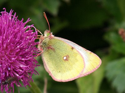Colias phicomone