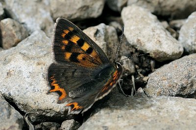 Lycaena phlaeas phlaeoides